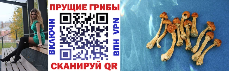 Купить закладки  Саяногорск  Псилоцибиновые грибы Magic Shrooms 